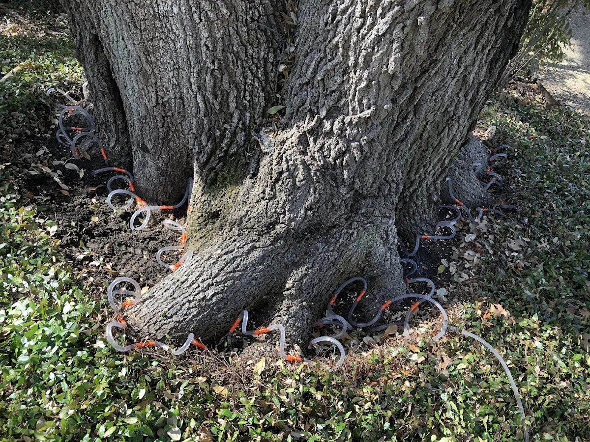 Detailed Tree Cabling and Bracing job site in Temecula